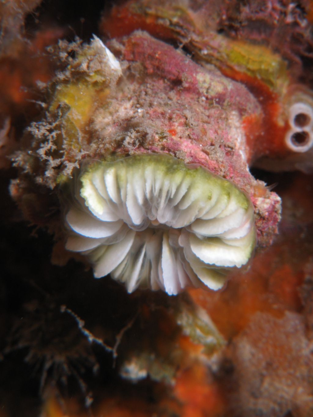 Caryophyllia smithii?